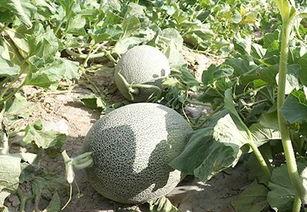 喜欢哈密瓜的吃瓜群众,共享甜蜜瓜果时光