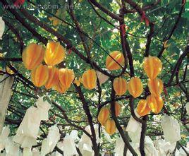 桃树村吃瓜群众事件始末,一场网络舆论的风暴与反思