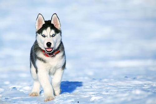 二哈看菜狗黑脸吃瓜群众,一场宠物界的趣味对决