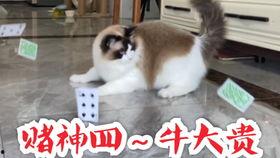 吃瓜群众的猫视频,猫视频里的欢乐瞬间