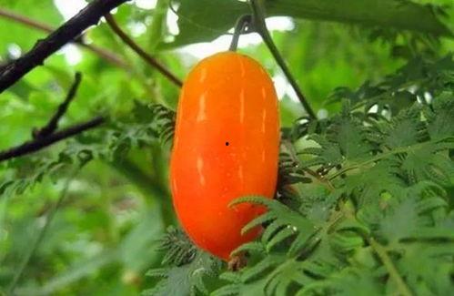 吃瓜群众遇野瓜,吃瓜群众意外邂逅野瓜奇遇记